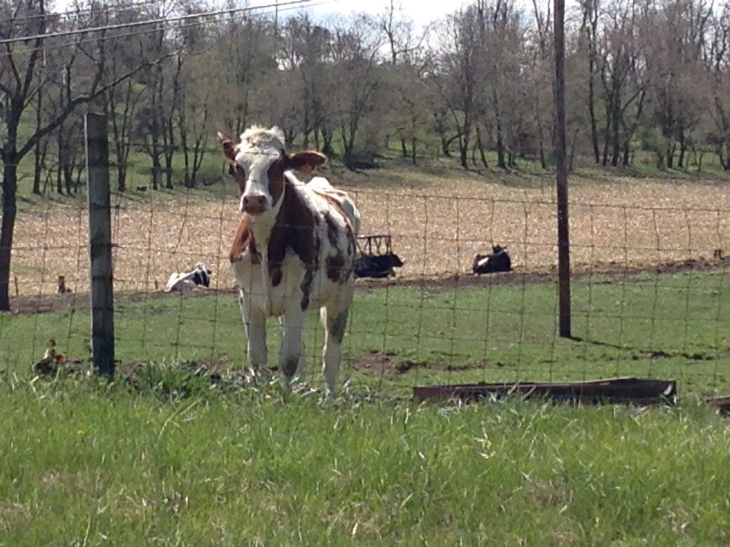 Cow watching bicyclists